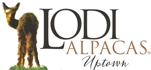 Lodi Alpacas Uptown