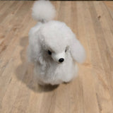 Alpaca Poodle Dog
