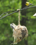 Alpaca Fleece-filled Bird Nesting Ball®